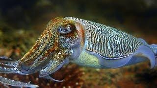 Cuttlefish - the King of Camouflage