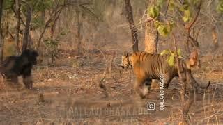 a young Chota Matka vs sloth bear tadoba