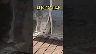 오늘부터 자유부인 ㅋㅋㅋ #shorts #강아지