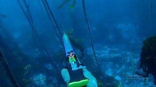 Spearfishing with New Salvimar Hero 105 Speargun / False Bay