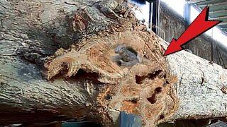 Long Teak Wood Nest Of Deadly Creatures At Sawmill