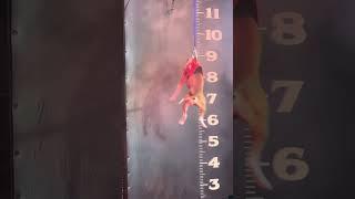 Bully Max sports | Behind the scenes #adba #wallclimb #topdog #bullymax