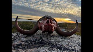 Outdoor Quest TV Ep#1 2023 Muskox and Lake Trout in NWT Part 1