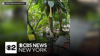 Rare corpse flower set to bloom this week in Brooklyn