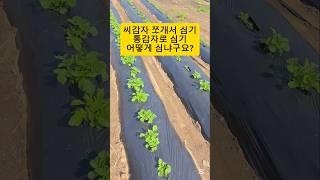 감자심기 씨감자를 쪼개서? 통감자로? #감자 #감자심기 #감자재배
