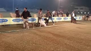 All Breed Dog Show@Z.HPets.@dogs in Rawalpindi