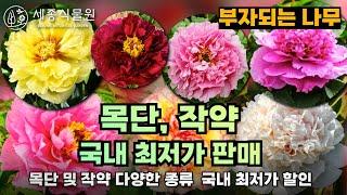 부자 되는 나무 목단&작약 국내최저가 할인! 잘 키우는 방법까지 #목단 #모란 #정원관리 #정원꾸미기 #정원 #식물 #꽃 #작약 #식집사 #정원가꾸기