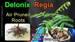 Air Pruned Roots Of Delonix Regia Seedling / Royal Poinciana / Gulmohar Tree For Bonsai