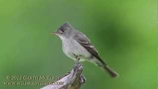 Eastern Wood-Pewee in Maine