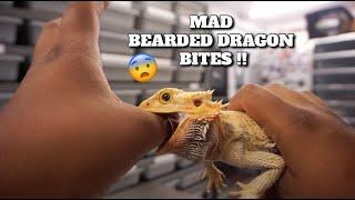 Do Bearded Dragon's Bites Hurt? How To Treat It!