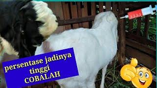 Trik saat kambing minta coblos ~ agar mudah jadinya