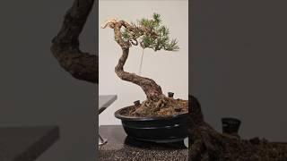 5 months in 20 seconds #mugo #pine #transformation #fyp #evolution #bonsai #techniques #bend #prune