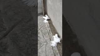 #white loton#pigeon #kubutar #kabootar #birds #pigeon loft akaipur 7797#samar