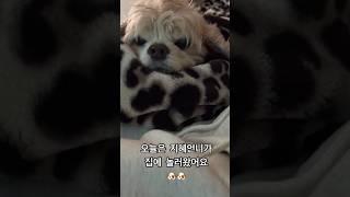 크리스마스 기념 지혜언니랑 목욕하는 토리씨 ️