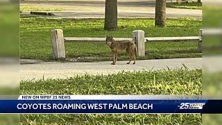 Coyotes seen in West Palm Beach neighborhood