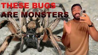 Jordan Howlett Hates Bugs (Compilation)