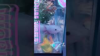 This is the axolotl song