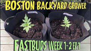 How To Grow Autoflower Cannabis Outdoor FastBuds Seeds Timelapse Week 1-2 Ep.1
