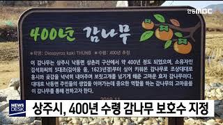 상주시, 400년 수령 감나무 보호수 지정 / 안동MBC