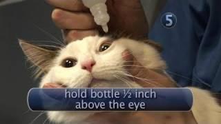 How To Apply Cat Eye Drops