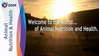 DSM Animal Nutrition & Health - Leading Supplier Of Vitamins, Carotenoids, Eubiotics & Feed Enzymes