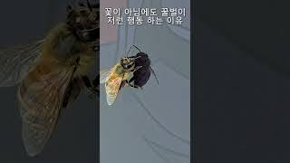 꿀벌이 호시노루비를 빨고 있는 이유 #이타샤