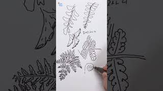 고사리 종류가 이렇게 많아?
