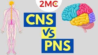 Central Nervous System vs Peripheral Nervous System | CNS & PNS Structure and Function