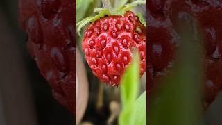 Woodland strawberry, a species of Strawberries #photography #shorts #macro #viral #nature #plants