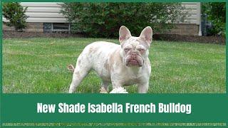 New Shade Isabella French Bulldog