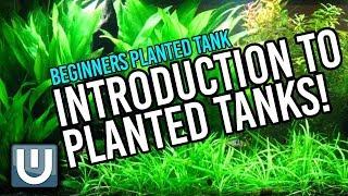 Planted Aquarium for Beginners - An Introduction | Part 1