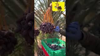 Medjool Harvest Palestine #shorts #shortvideo
