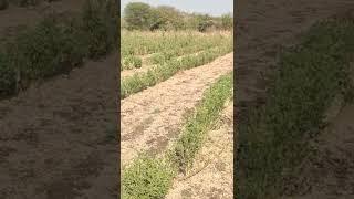 4 acrs 20 gunta land for sale 40 lacks acre Patanchere sangareddy sadashivapet zaheerabad 9640041044