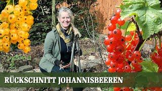 Johannisbeeren Rückschnitt - Wie und wann man schneidet man richtig zurück?