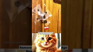 Life Aura moment  #shorts #cat #bombastic