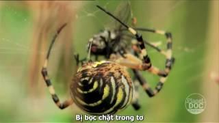 Wasp Spider Documentary ¦ Planet Doc Express