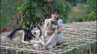 How I make a bamboo gourd trellis for a climbing gourd garden. Vietnamese girl