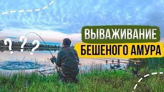 Catching big grass carp / Carpfishing