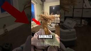 These animals CHANGE completely when they get wet! 