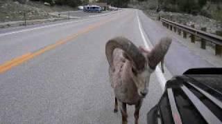 INSANE! WAIT FOR IT AT 1:21 Bighorn RAM NAILS Toyota 4Runner : "RAMbunctious"