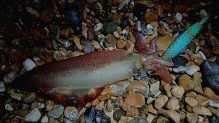 JIGGING AT NIGHT FOR SQUID - SQUID FISHING UK - SEA FISHING UK - HOW TO CATCH SQUID