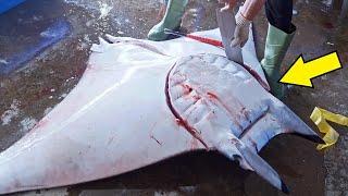 Huge Manta Ray！Seaport Market Fresh Fish,  Manta Ray Fish Cutting Skills