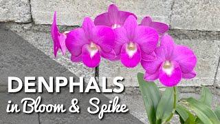 DENPHALS IN BLOOM & SPIKE | Dendrobium Orchids In Bloom & Spike | Dendrobium Phalaenopsis