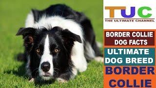 Border Collie Dog Facts In Hindi | Dog Facts | Popular Dogs | The Ultimate Channel