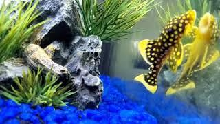 L18 Golden Nugget Pleco Showcase