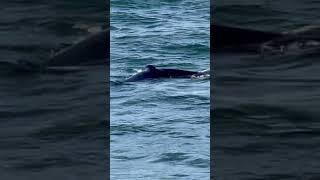 Dive Into Sleep as this Whale Dives Beneath the Sea.