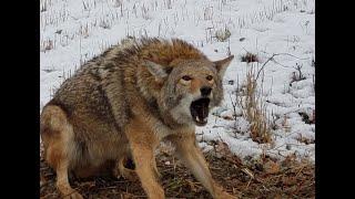 Mangy Coyote Trapped