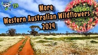 More Western Australian Wildflowers 2024.