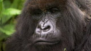 Silverback Showing Off To The Female | Mountain Gorilla | BBC Earth