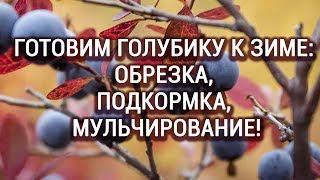 Готовим голубику к зиме! Как обрезать, подкармливать и чем мульчировать!